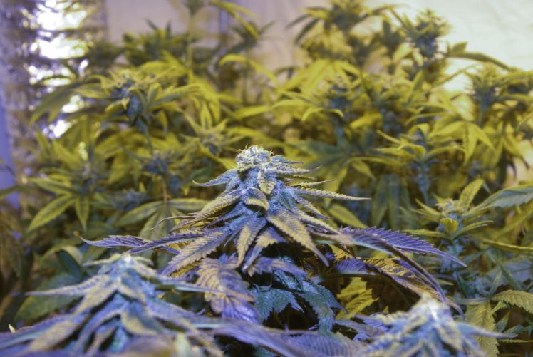 marijuana, 420, Weed, Mary, Jane, Drugs,  17 HD Wallpaper Desktop Background