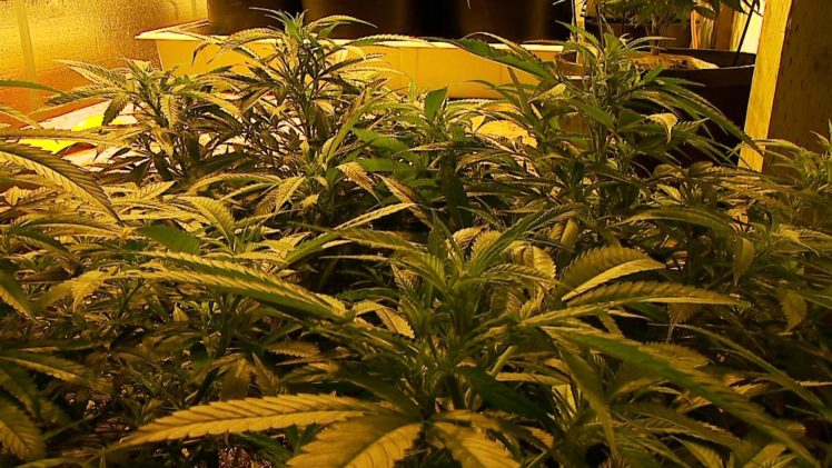 marijuana, 420, Weed, Mary, Jane, Drugs,  9 HD Wallpaper Desktop Background