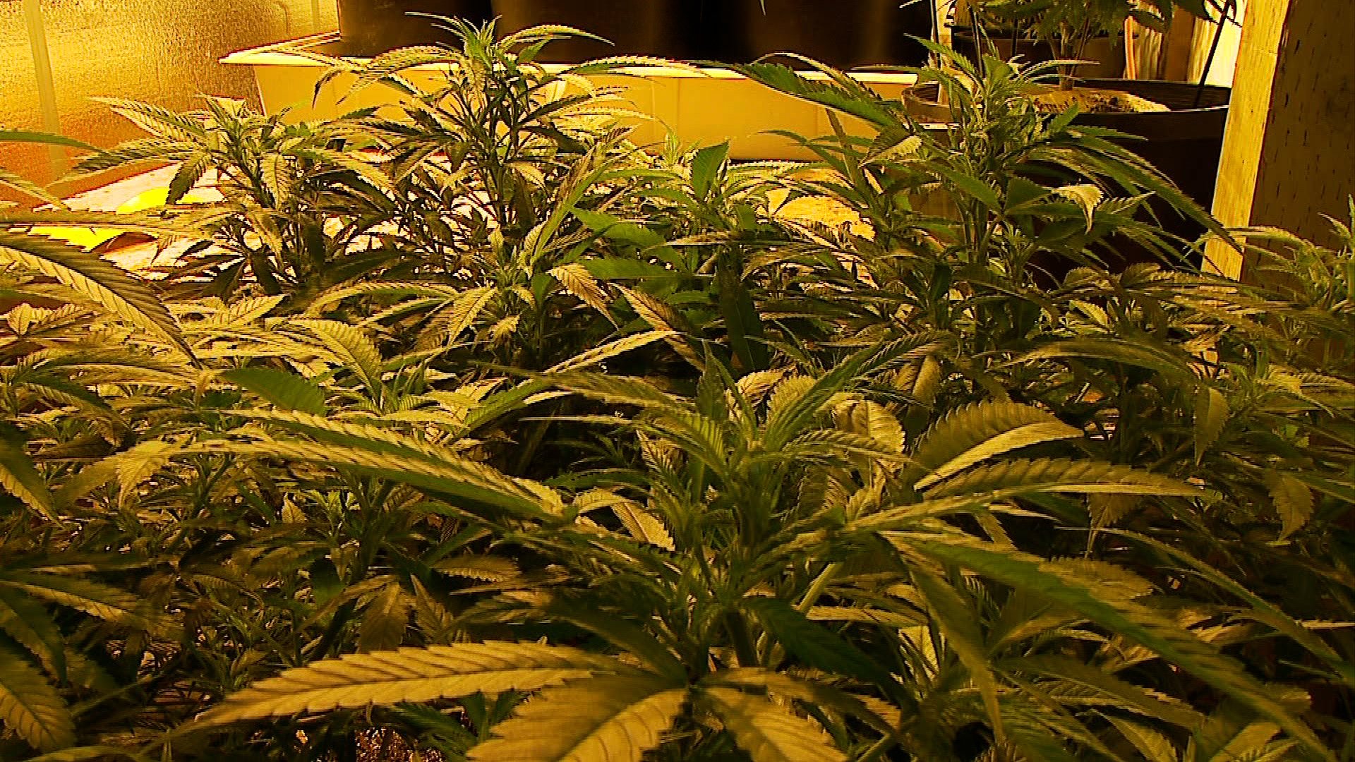 marijuana, 420, Weed, Mary, Jane, Drugs,  9 Wallpaper