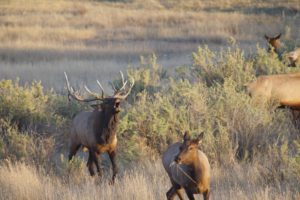 bull, Elk, Elks, Deer,  7
