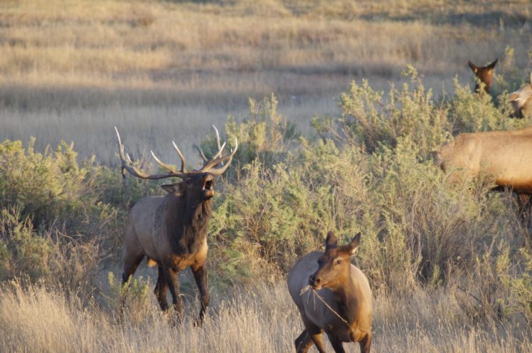 bull, Elk, Elks, Deer,  7 HD Wallpaper Desktop Background