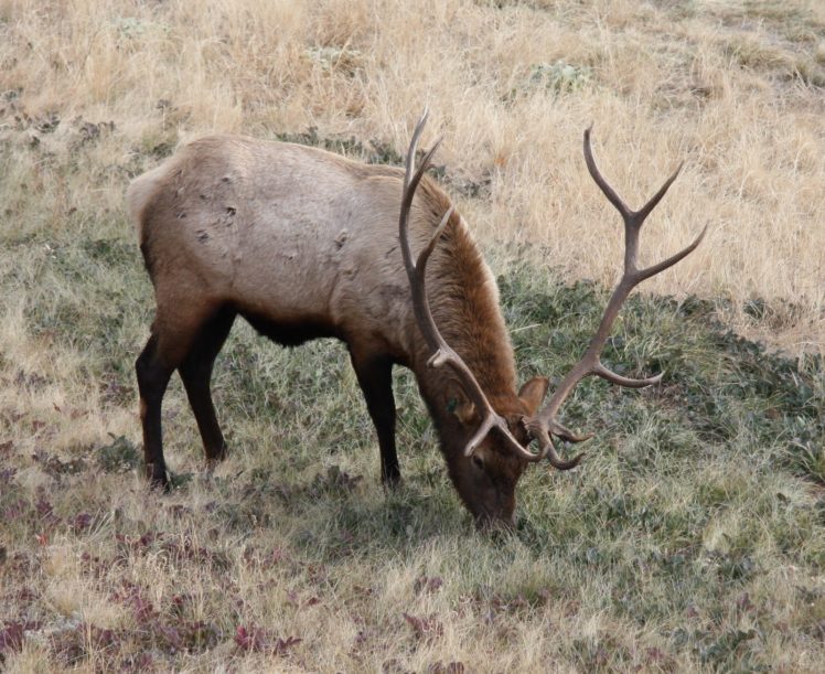 bull, Elk, Elks, Deer,  8 HD Wallpaper Desktop Background