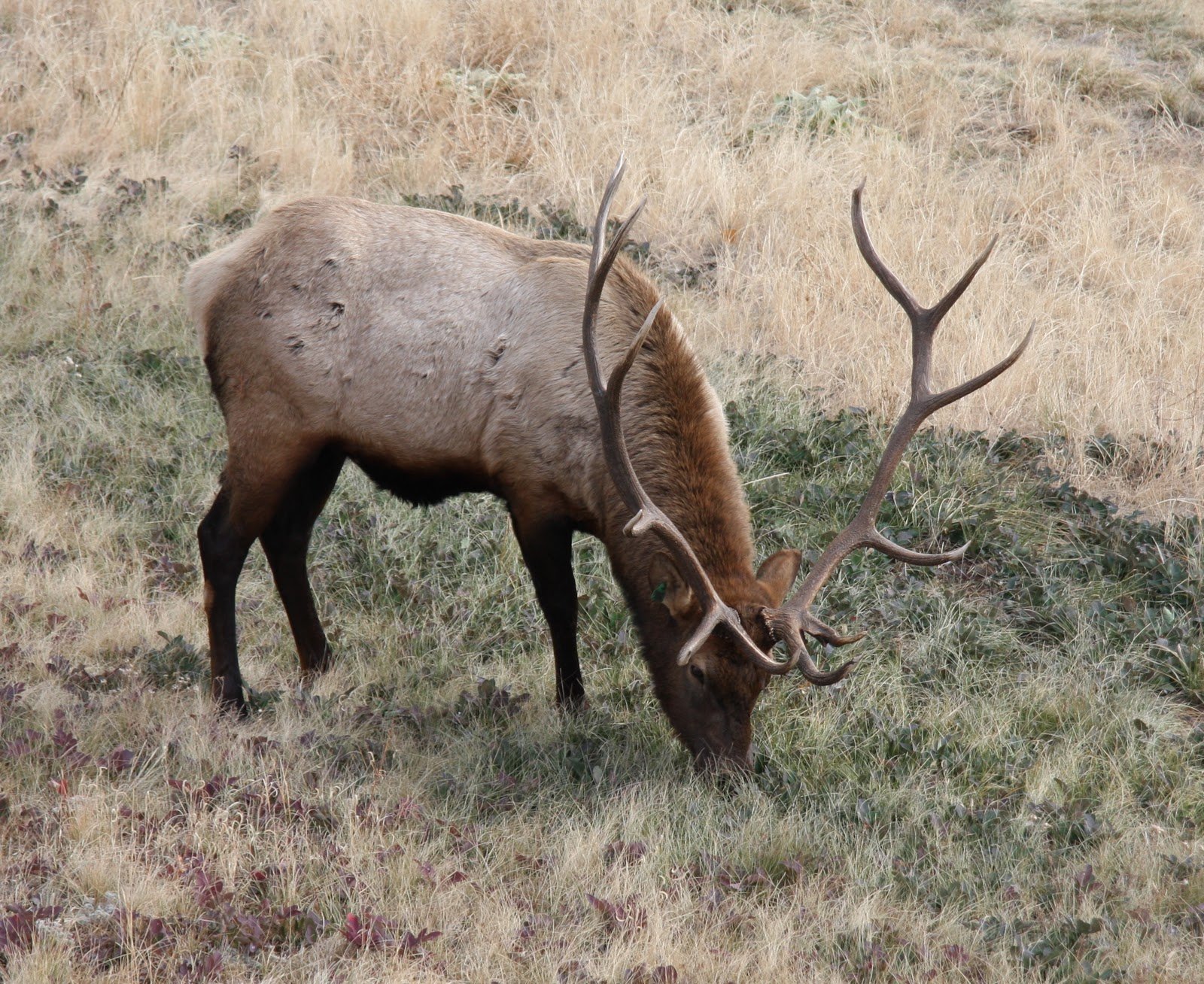 bull, Elk, Elks, Deer,  8 Wallpaper