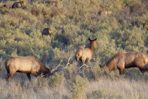 bull, Elk, Elks, Deer,  6