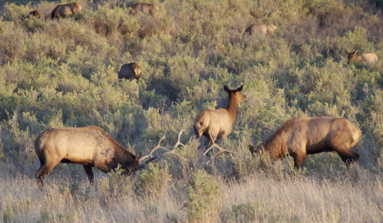 bull, Elk, Elks, Deer,  6 HD Wallpaper Desktop Background