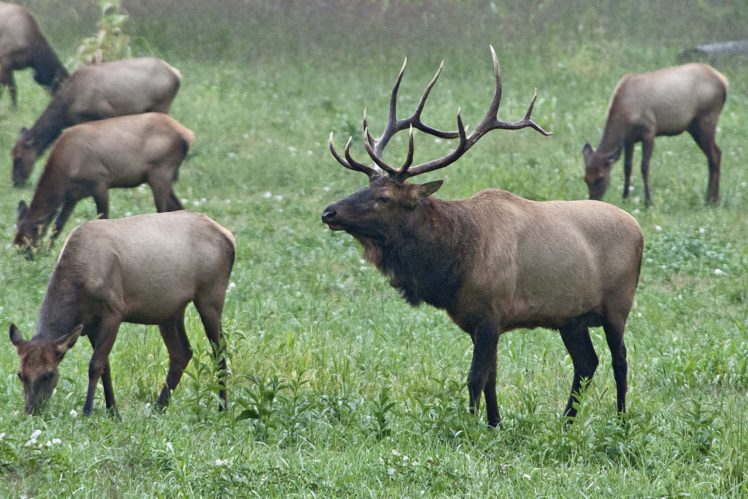 bull, Elk, Elks, Deer,  9 HD Wallpaper Desktop Background