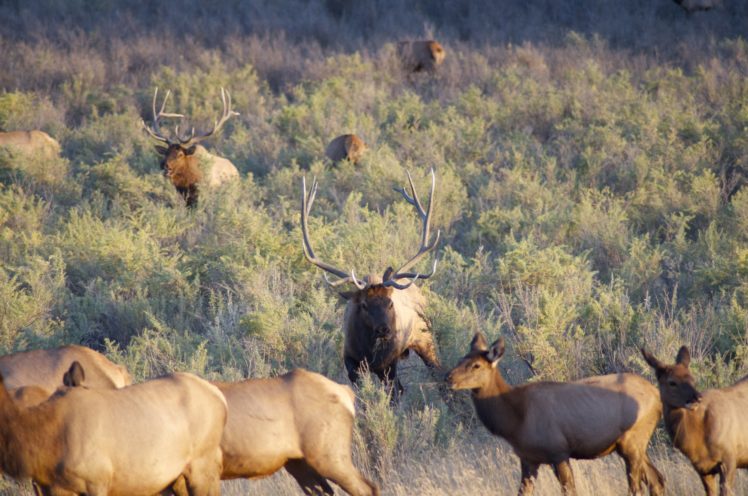 bull, Elk, Elks, Deer,  5 HD Wallpaper Desktop Background