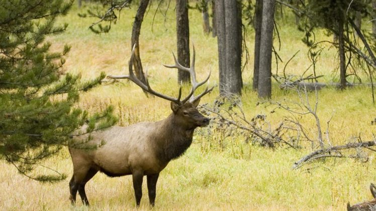 bull, Elk, Elks, Deer,  3 HD Wallpaper Desktop Background