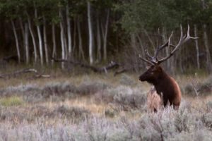 bull, Elk, Elks, Deer,  1
