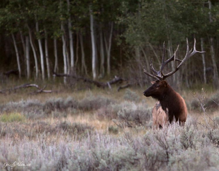 bull, Elk, Elks, Deer,  1 HD Wallpaper Desktop Background