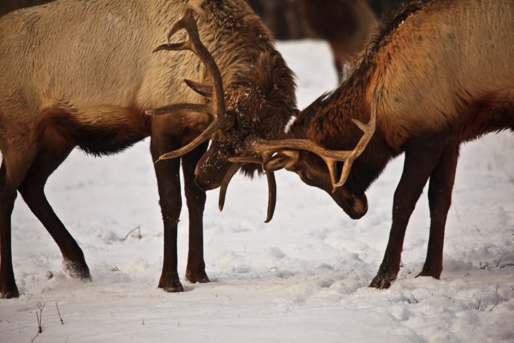 bull, Elk, Elks, Deer,  2 HD Wallpaper Desktop Background