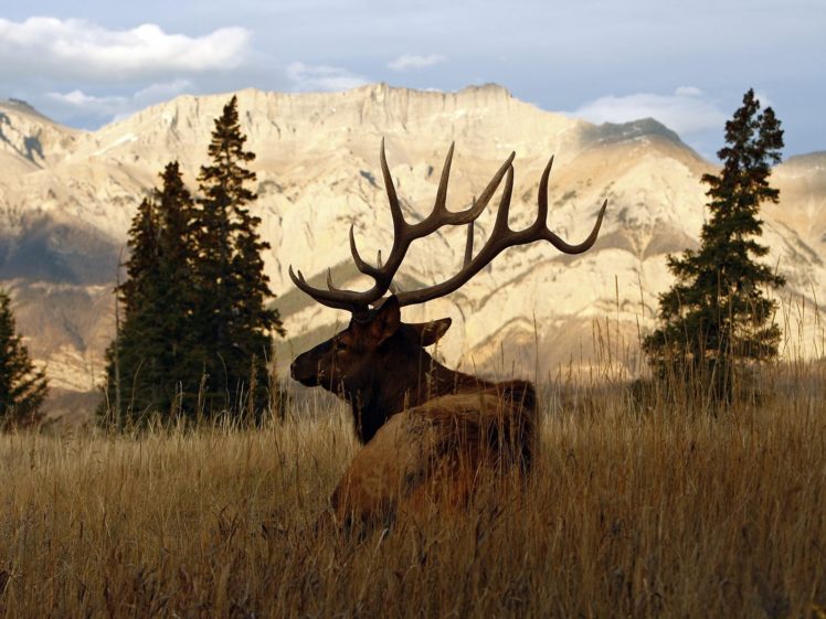 bull, Elk, Elks, Deer,  1 HD Wallpaper Desktop Background