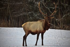bull, Elk, Elks, Deer,  1