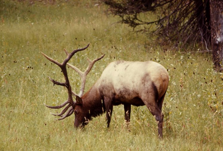 bull, Elk, Elks, Deer,  22 HD Wallpaper Desktop Background