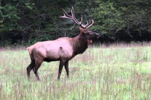 bull, Elk, Elks, Deer,  18