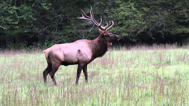 bull, Elk, Elks, Deer,  18 HD Wallpaper Desktop Background
