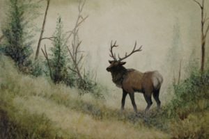 bull, Elk, Elks, Deer,  19