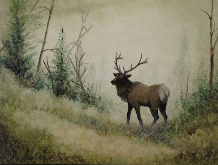 bull, Elk, Elks, Deer, 19 Wallpapers HD / Desktop and Mobile Backgrounds