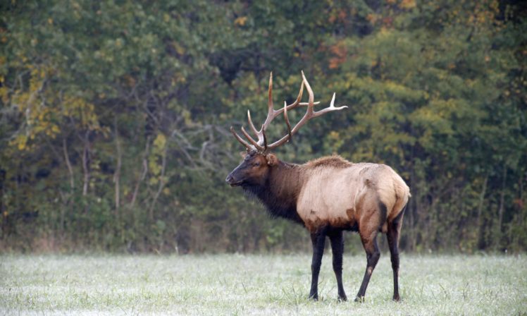 bull, Elk, Elks, Deer,  14 HD Wallpaper Desktop Background