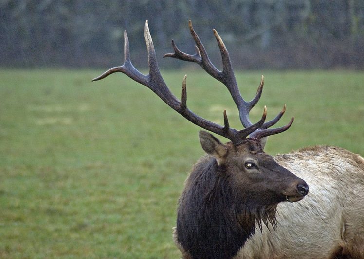 bull, Elk, Elks, Deer,  16 HD Wallpaper Desktop Background