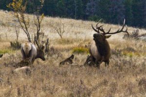 bull, Elk, Elks, Deer,  11