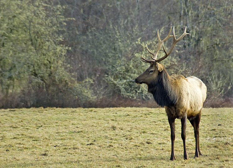 bull, Elk, Elks, Deer,  17 HD Wallpaper Desktop Background