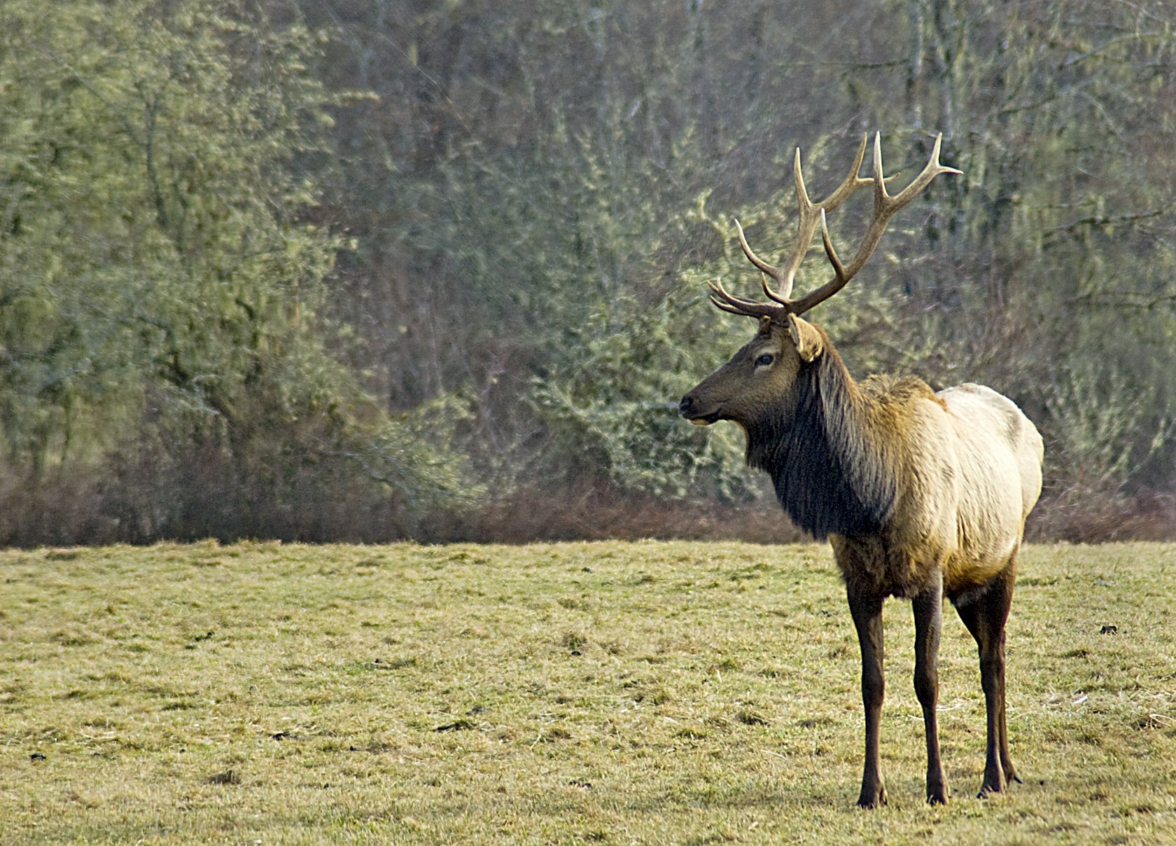 bull, Elk, Elks, Deer,  17 Wallpaper