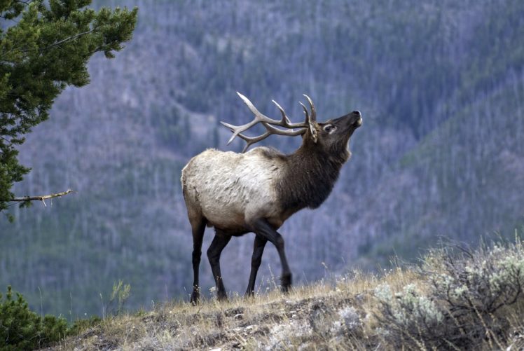 bull, Elk, Elks, Deer,  21 HD Wallpaper Desktop Background