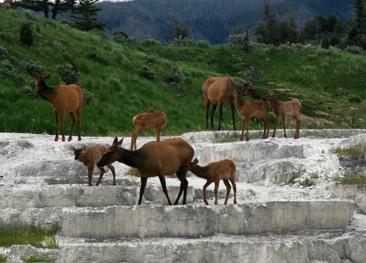 bull, Elk, Elks, Deer,  20 HD Wallpaper Desktop Background