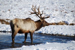 bull, Elk, Elks, Deer,  12