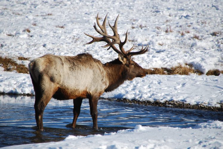 bull, Elk, Elks, Deer,  12 HD Wallpaper Desktop Background