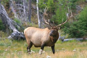 bull, Elk, Elks, Deer,  15