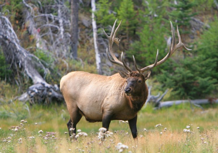 bull, Elk, Elks, Deer,  15 HD Wallpaper Desktop Background
