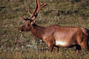 bull, Elk, Elks, Deer,  31