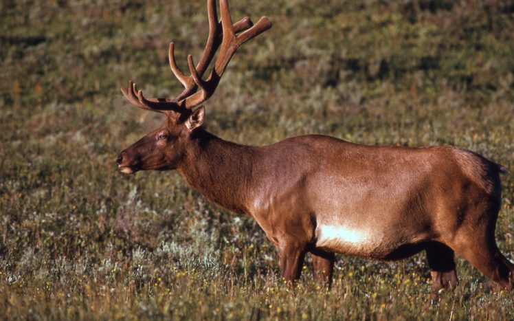 bull, Elk, Elks, Deer,  31 HD Wallpaper Desktop Background