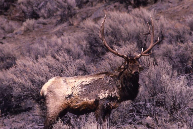 bull, Elk, Elks, Deer,  32 HD Wallpaper Desktop Background
