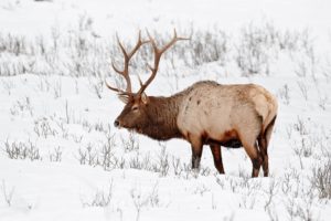 bull, Elk, Elks, Deer,  29