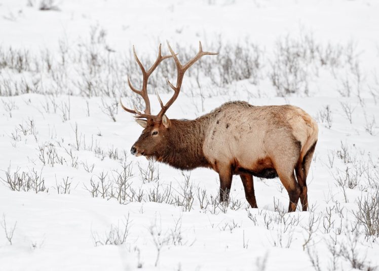 bull, Elk, Elks, Deer,  29 HD Wallpaper Desktop Background