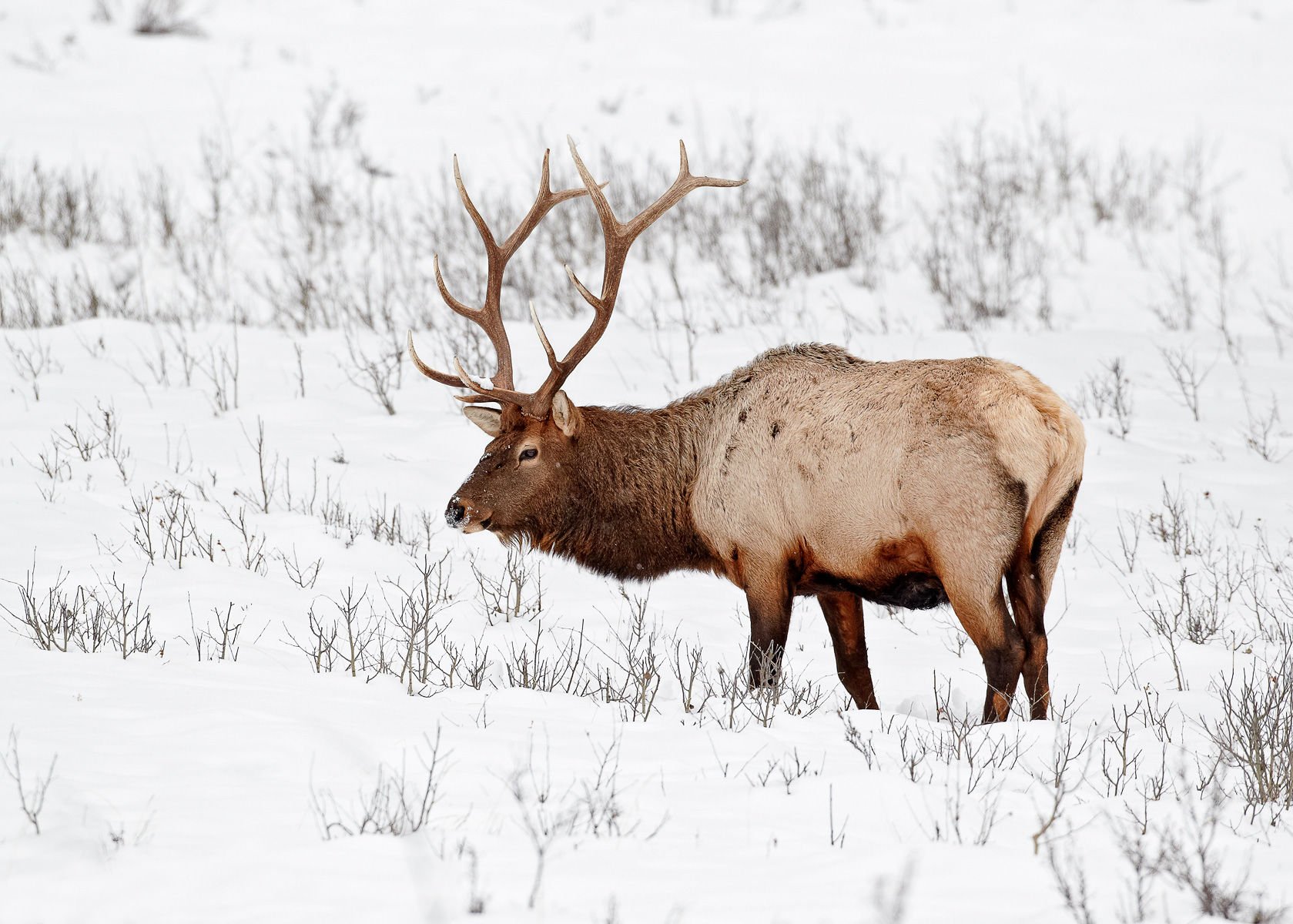 bull, Elk, Elks, Deer,  29 Wallpaper