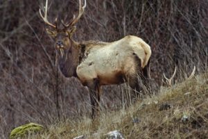 bull, Elk, Elks, Deer,  23