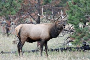 bull, Elk, Elks, Deer,  27