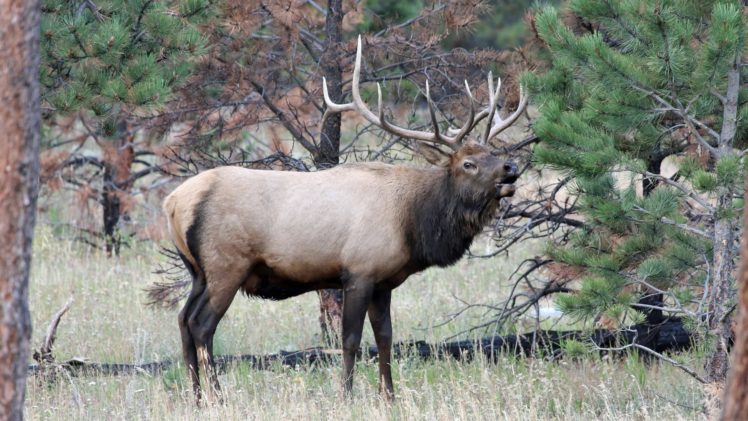 bull, Elk, Elks, Deer,  27 HD Wallpaper Desktop Background