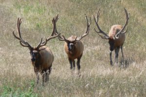 bull, Elk, Elks, Deer,  24 , Jpg