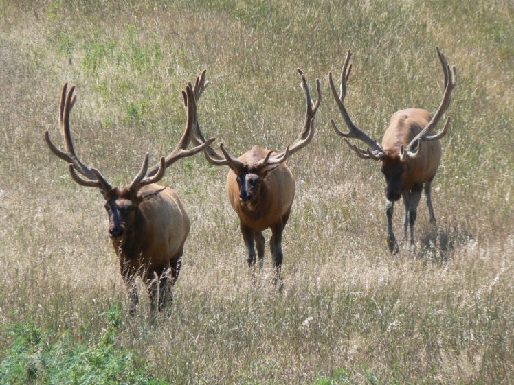 bull, Elk, Elks, Deer,  24 , Jpg HD Wallpaper Desktop Background