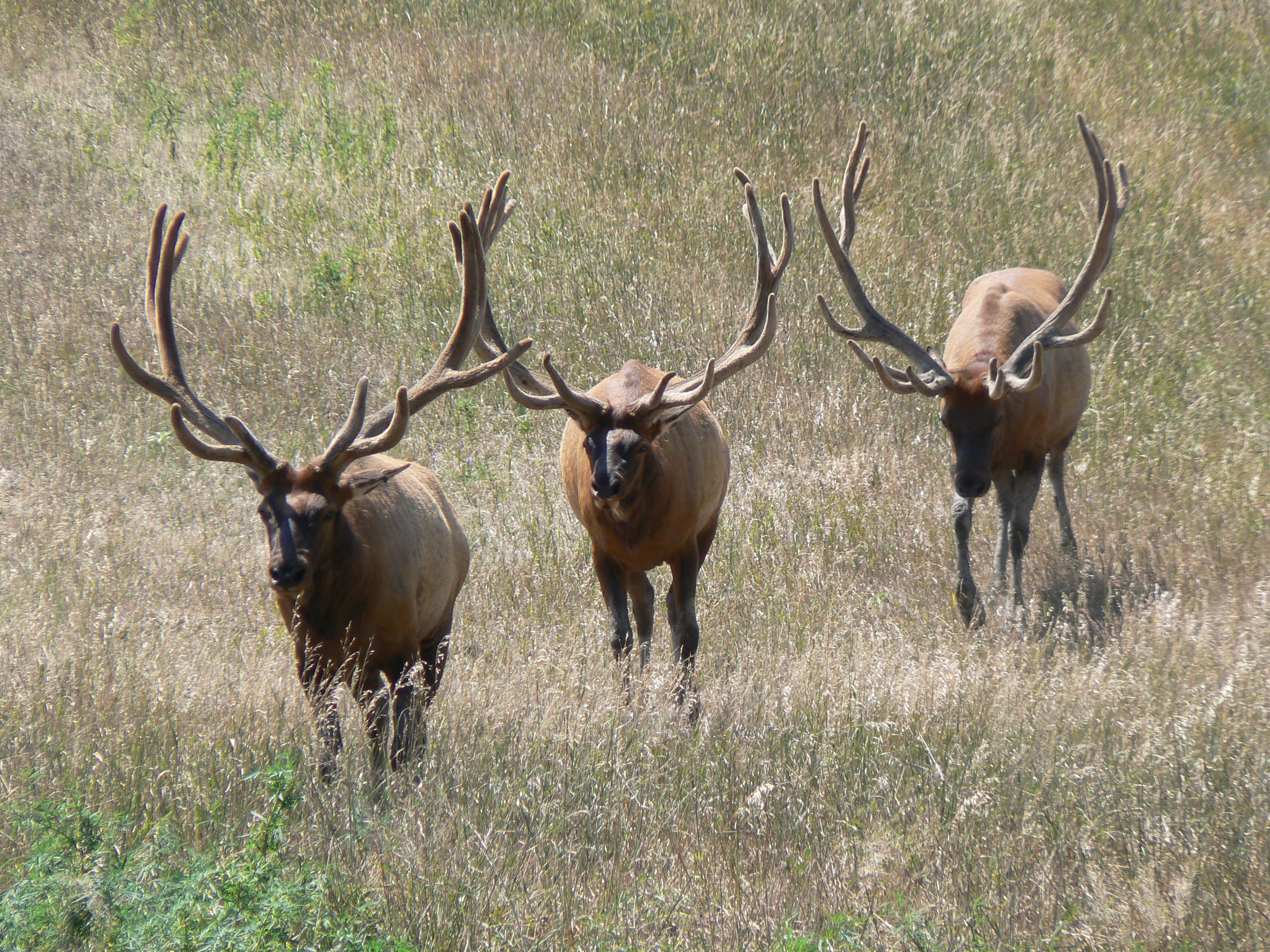 bull, Elk, Elks, Deer,  24 , Jpg Wallpaper