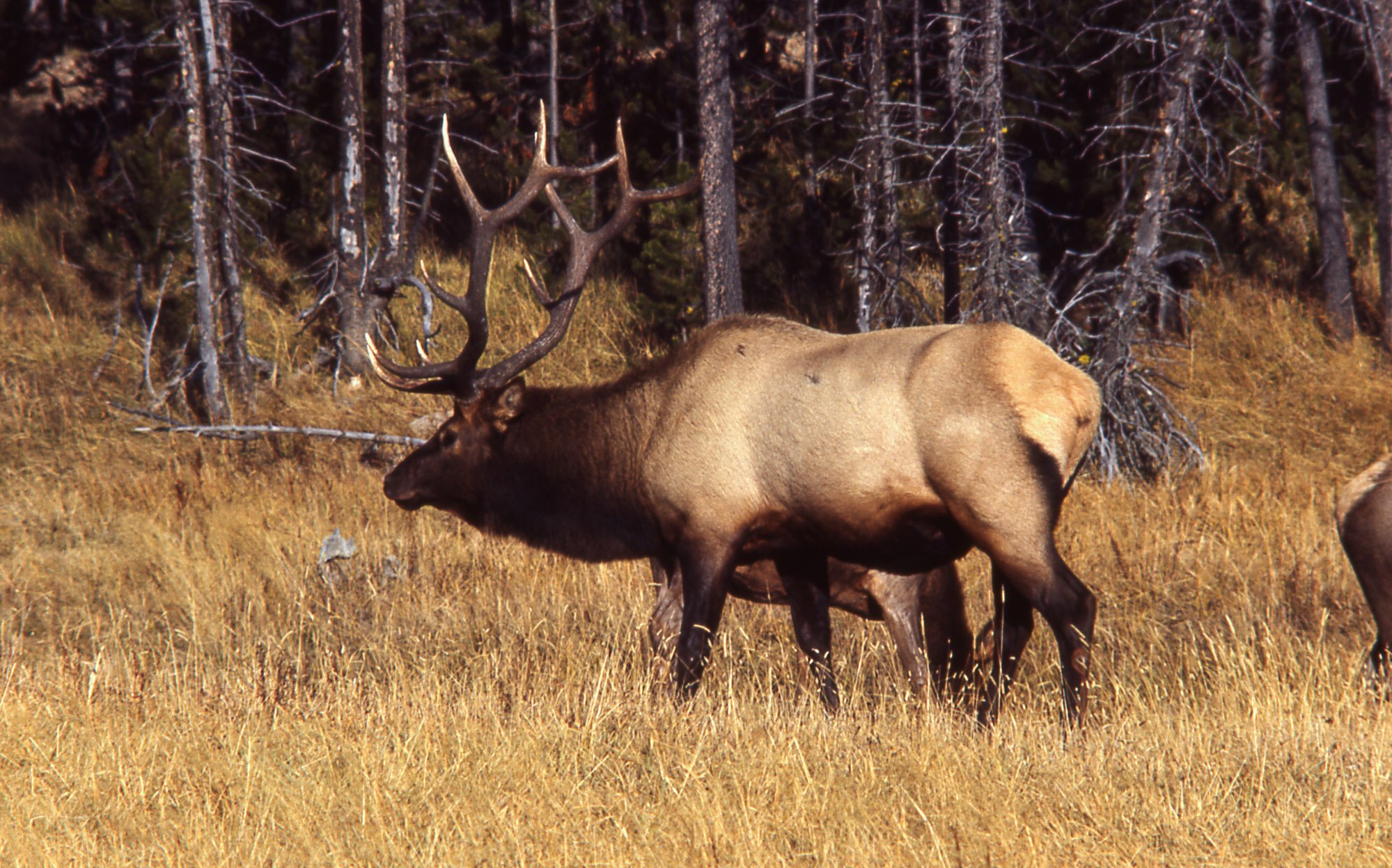 bull, Elk, Elks, Deer,  28 Wallpaper