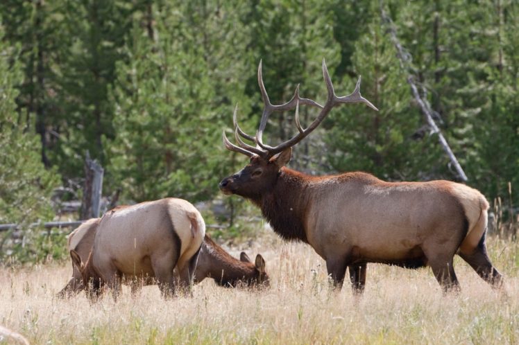 bull, Elk, Elks, Deer,  25 HD Wallpaper Desktop Background
