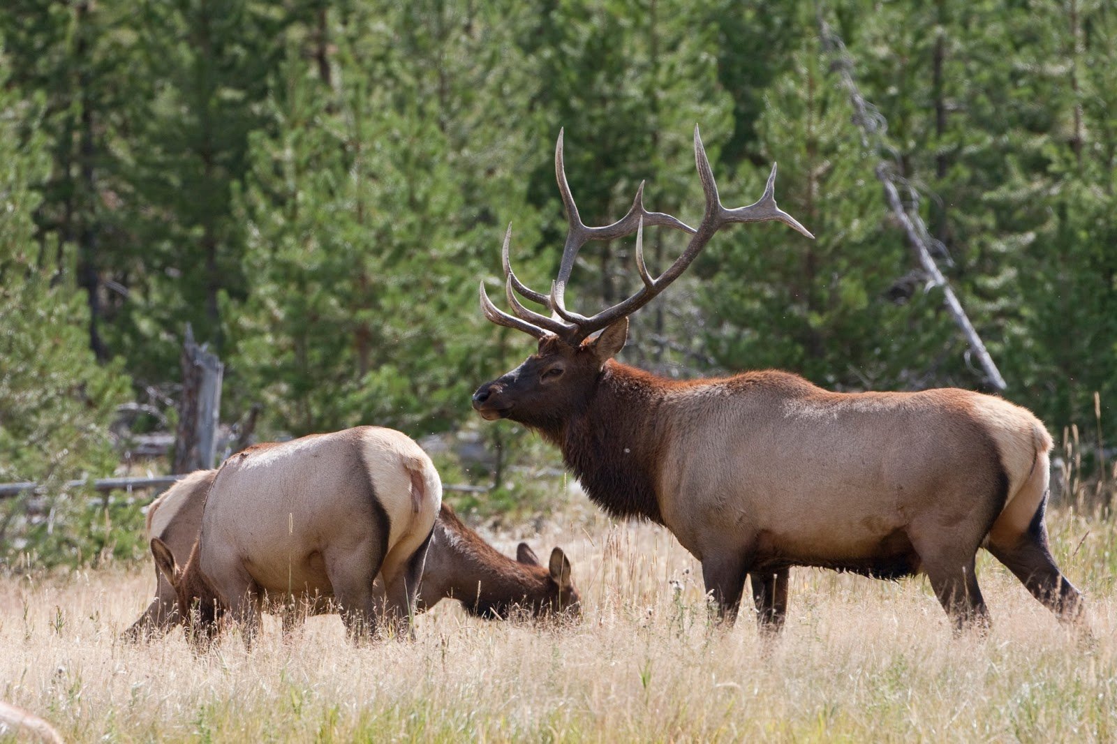 bull, Elk, Elks, Deer,  25 Wallpaper