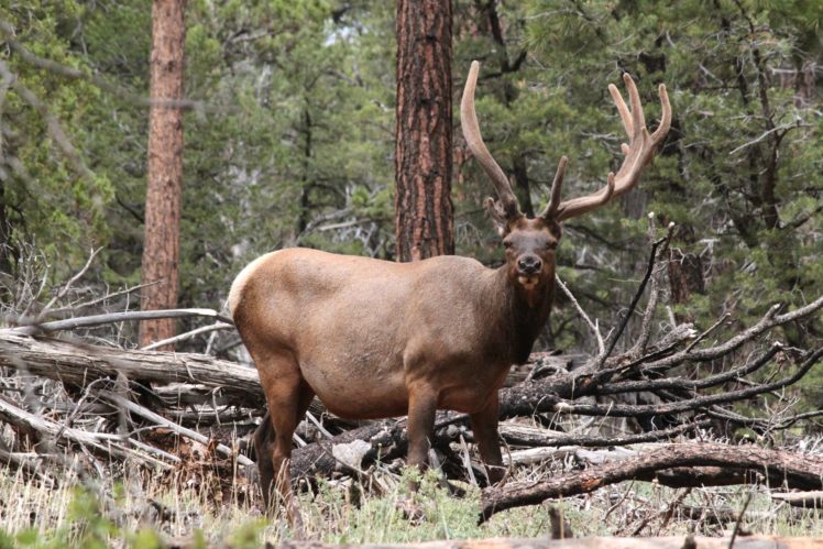 bull, Elk, Elks, Deer,  26 HD Wallpaper Desktop Background