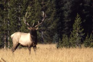 bull, Elk, Elks, Deer,  43